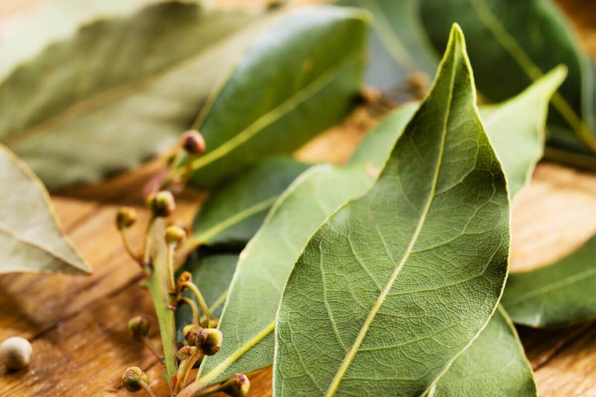 Smíchání bobkového listu a jedlé sody: k čemu je to dobré a proč se to doporučuje.