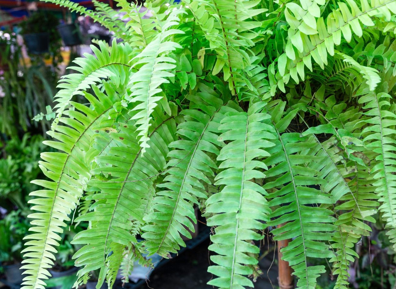 Jedlá soda je nezbytná pro pěstování pokojových rostlin, a to z následujících důvodů.