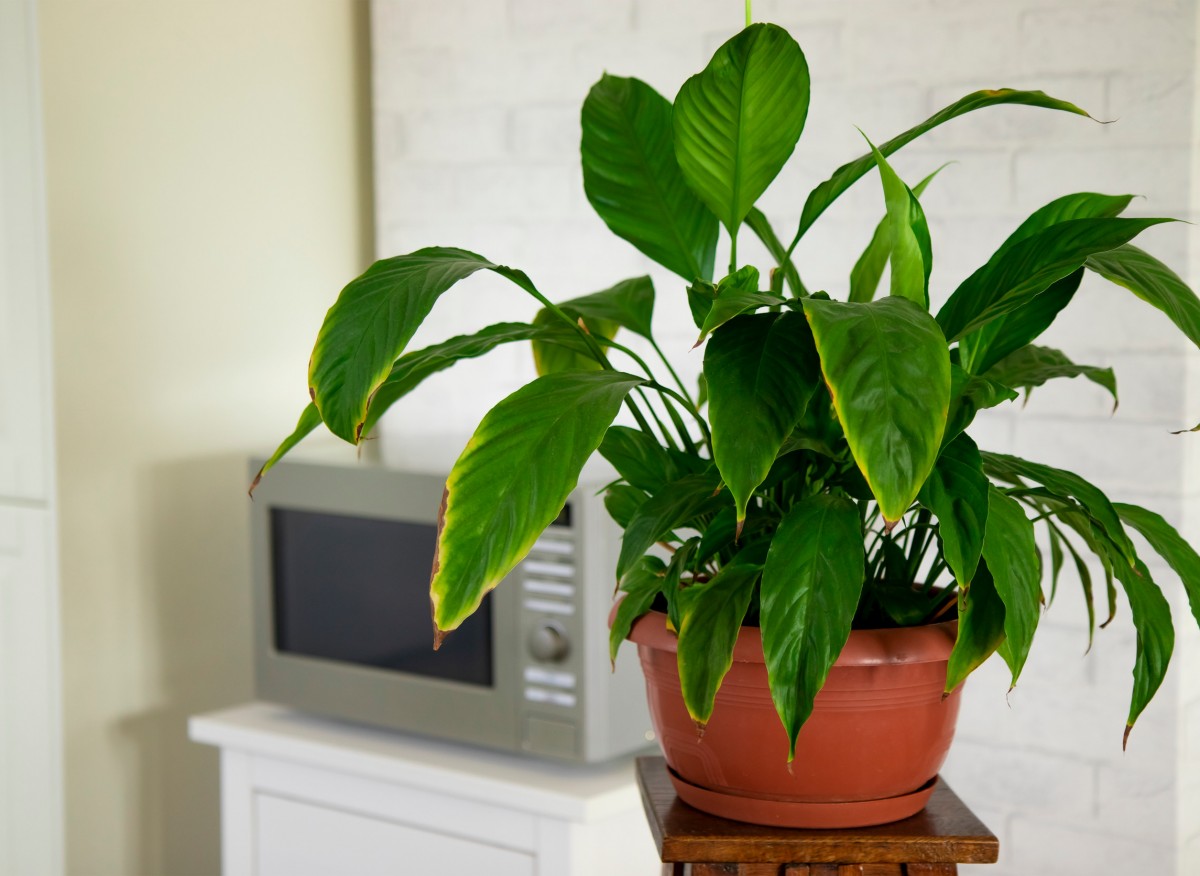 Zmrzlá pokojová rostlina: jak ji zachránit