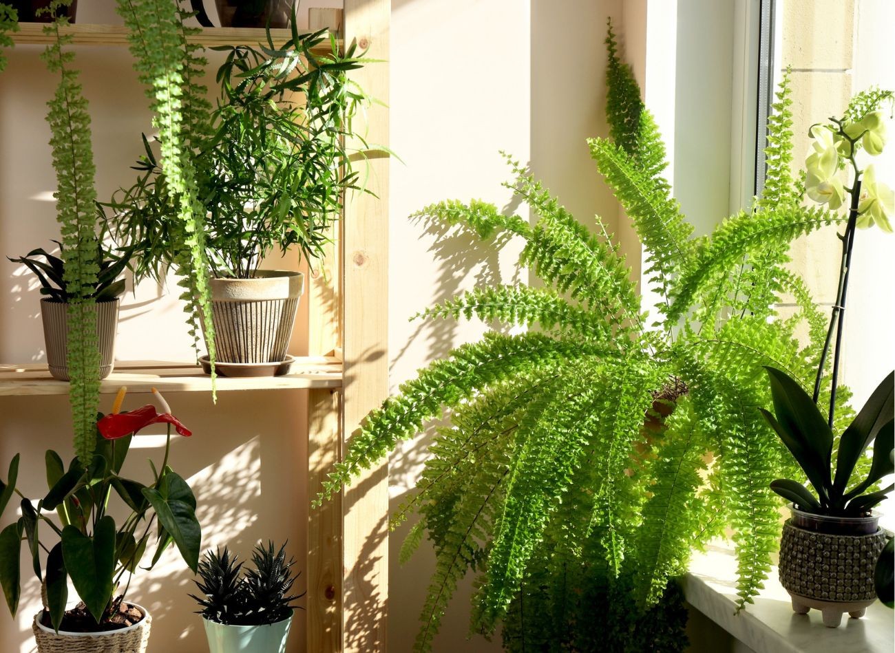 Zmrzlá pokojová rostlina: jak ji zachránit