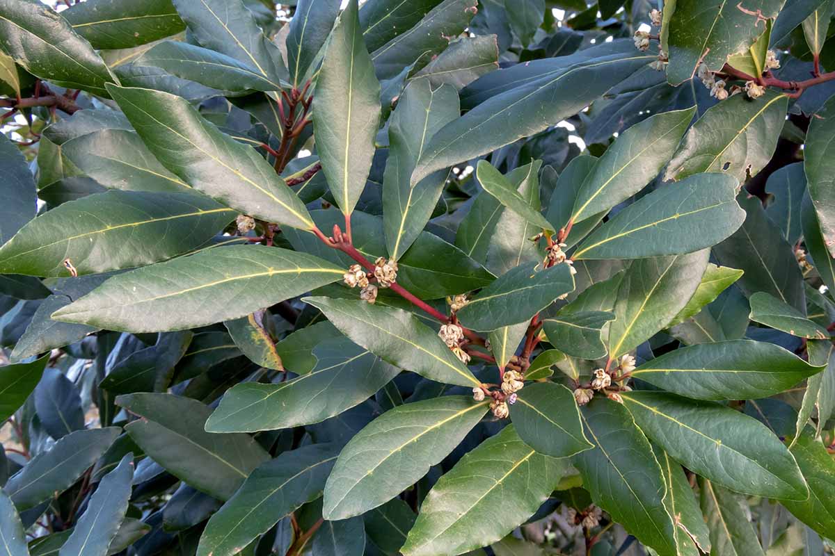 Rituál s bobkovým listem, který je třeba provést do 31. prosince, aby rok 2026 začal s penězi a štěstím.