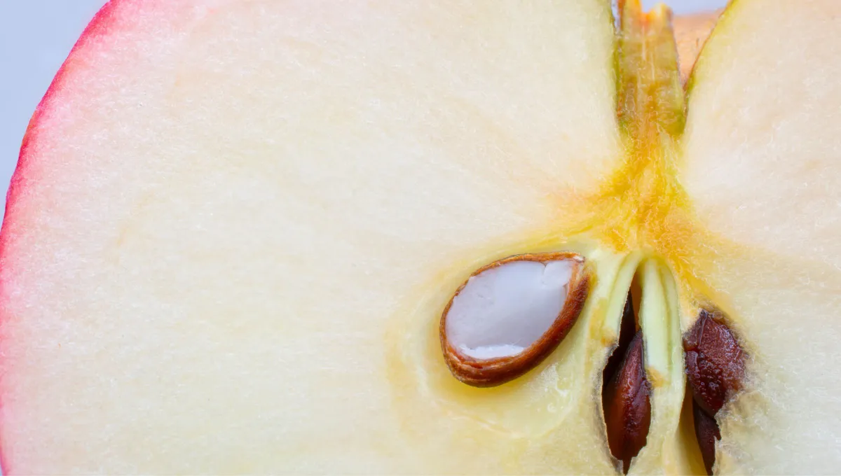 Ten, kdo má doma jablečná semínka, má doma poklad: proč je třeba je uchovávat.